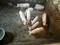 Süldőanya, Ландрас — 6. fotó