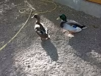 Ducks — फ़ोटो 5