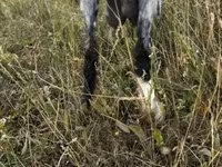 母山羊, Goats — 照片 5