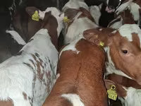 Býk, Simmental cattle — foto 1