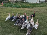 Turkeys — الصورة 1