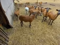 公羊, Cameroon sheep — 照片 2