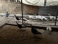 Turkeys — 1-сурет