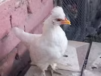 дат тауық — 5-сурет