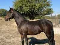 Caballo, Caballos — foto 3