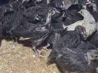 Australorp — foto 4