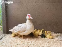 Ducks — الصورة 3