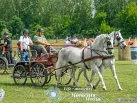 Madyan, Lipizzaner — foto 3