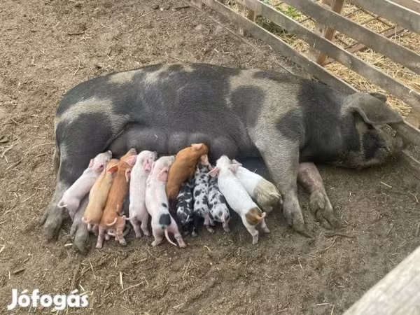 Süldőanya, Sertések