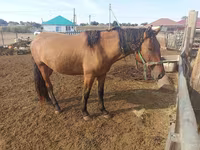 घोड़ा, Mugalzhar horse — फ़ोटो 2