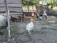 Chickens — फ़ोटो 5