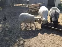 Carnero, Merino sheep — foto 1