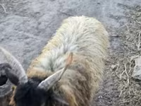 公羊, Racka sheep — 照片 5