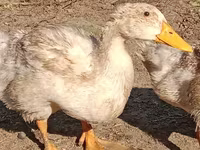 Domestic Muscovy — photo 4