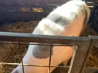 母猪, Pigs — 照片 2