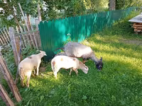 Nőstény kecske, Kejobong goat — 3. fotó