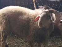 Carneiro, Assaf sheep — foto 3