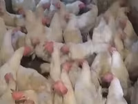 Chickens — zdjęcie 3