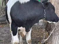 Bulle, Russian Black pied cattle — Foto 3