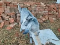 母山羊, Nubian Goat — 照片 1