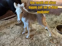 घोड़ा, Gypsy horse — फ़ोटो 5