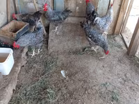 Chickens — 5-сурет