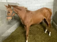 Kobyła, Anglo-Arabian — zdjęcie 5