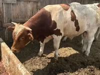 Bulle, Ungarische Graue Rasse — Foto 4