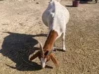 母山羊, Boer goat — 照片 6
