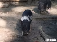 Boar, Вьетнамская вислобрюхая — photo 6