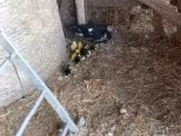 Ducks — zdjęcie 4