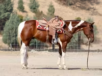 حصان, American paint horse — الصورة 3