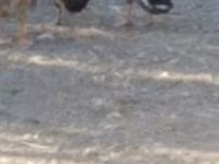 Ducks — photo 2