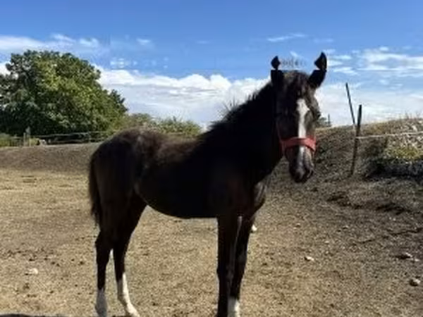 母马, Horses