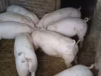 公猪, Крупная белая — 照片 3