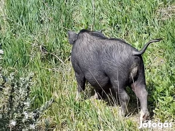 Boar, Вьетнамская вислобрюхая