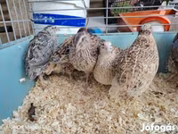 Quails — الصورة 3
