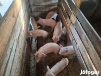 Säue, Schweine — Foto 5