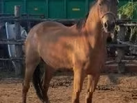 Kanca, Arabian horse — 3. fotó