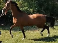 公马, Dutch warmblood horse — 照片 3