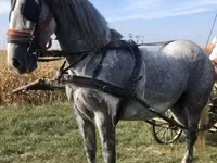 母马, Andalusian horse — 照片 3