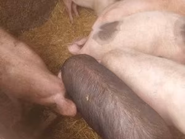 母猪, Pigs