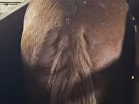 公马, Horses — 照片 2
