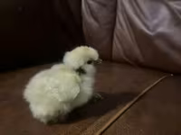 Silkie — 3. fotó
