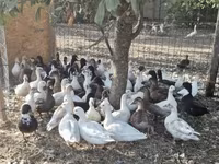 Ducks — Foto 5