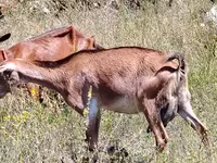 عنزة, Nubian Goat — الصورة 1