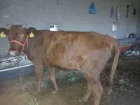 母牛, Cattle — 照片 1