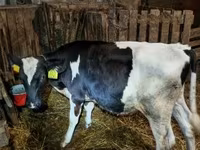 Bull, Holstein breed — photo 5