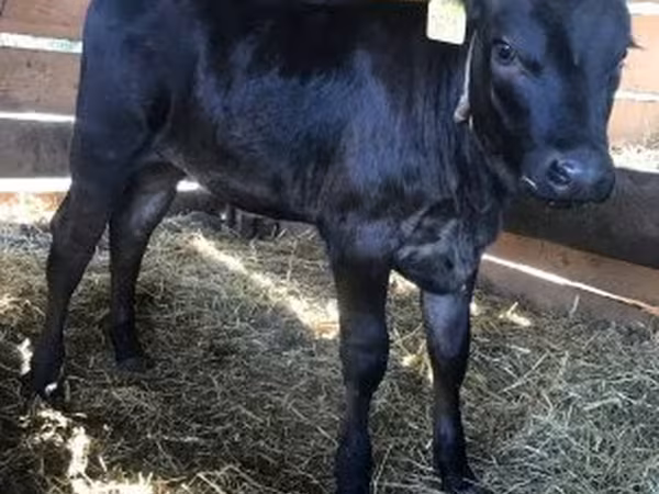 Tehén, Limousin tehén — Magyarország