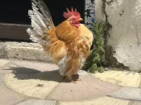 Chickens — 照片 2